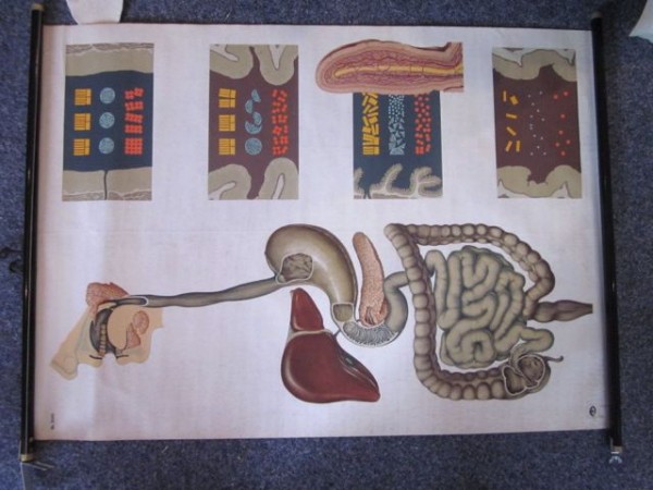 Vintage school wall map scroll map human digestion